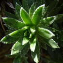 Image of Saxifraga scardica subsp. scardica