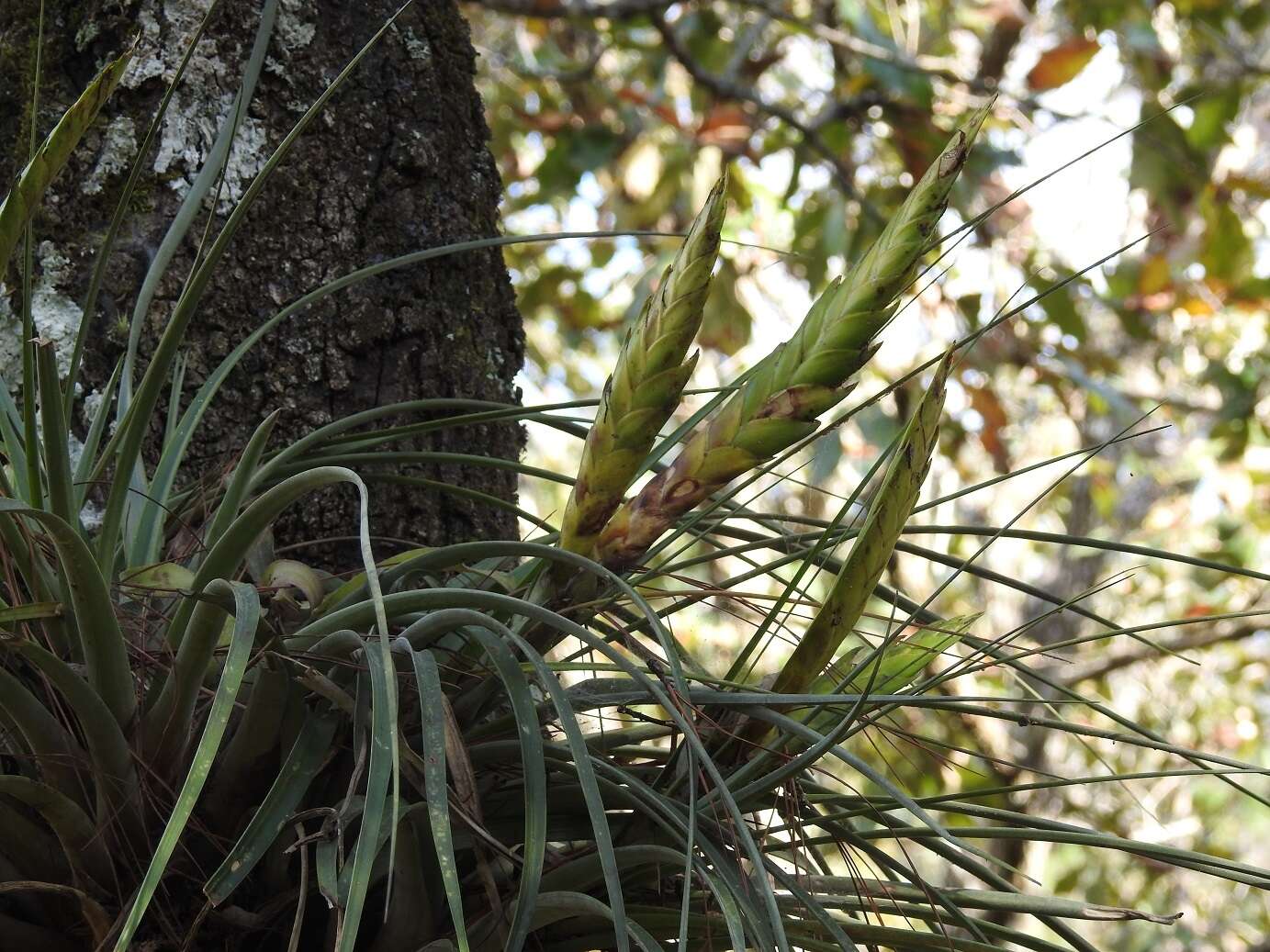 Image of Tillandsia flavobracteata Matuda