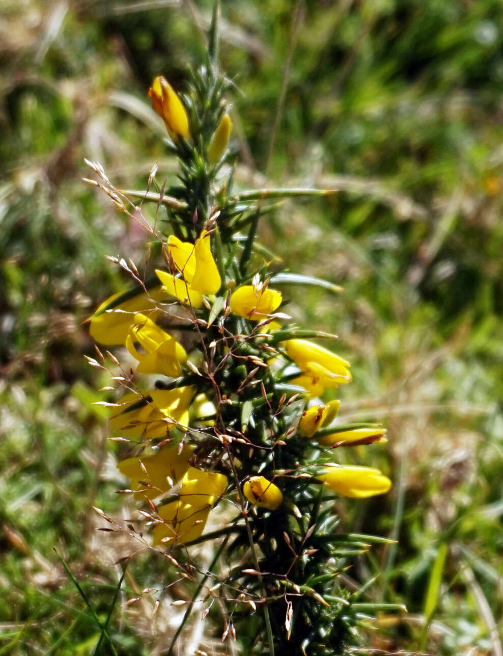 Imagem de Ulex gallii Planch.