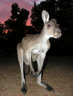 Image of Kangaroo Island Western Grey Kangaroo