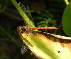 Image of Common Darter