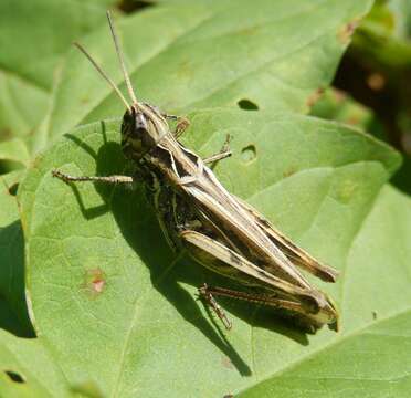 Image of Common Field Grasshopper