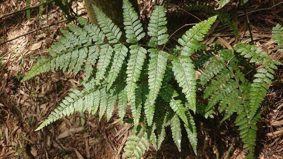 Image of Microlepia trichocarpa Hayata