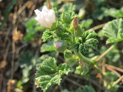 Image of common mallow