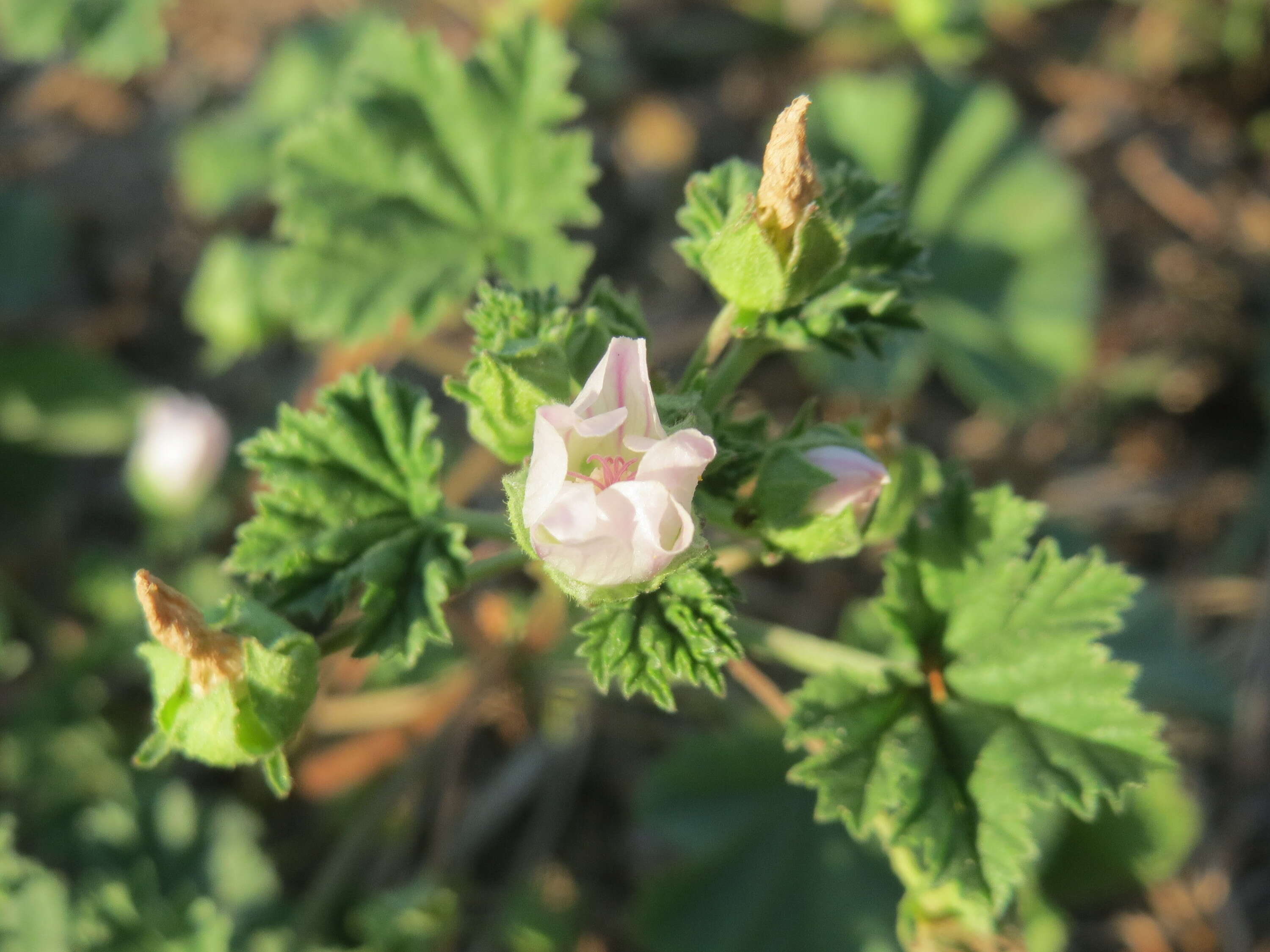 Image of common mallow