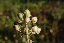 Plancia ëd Alyssum minutum Schlecht. ex DC.