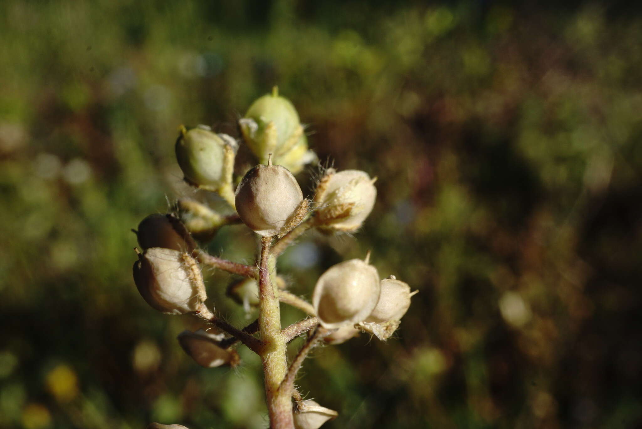 Image of Alyssum minutum Schlecht. ex DC.