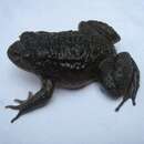Image of Dattatreya Night Frog