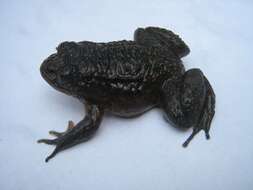 Image of Dattatreya Night Frog