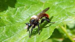 Image of Laphria janus McAtee 1919