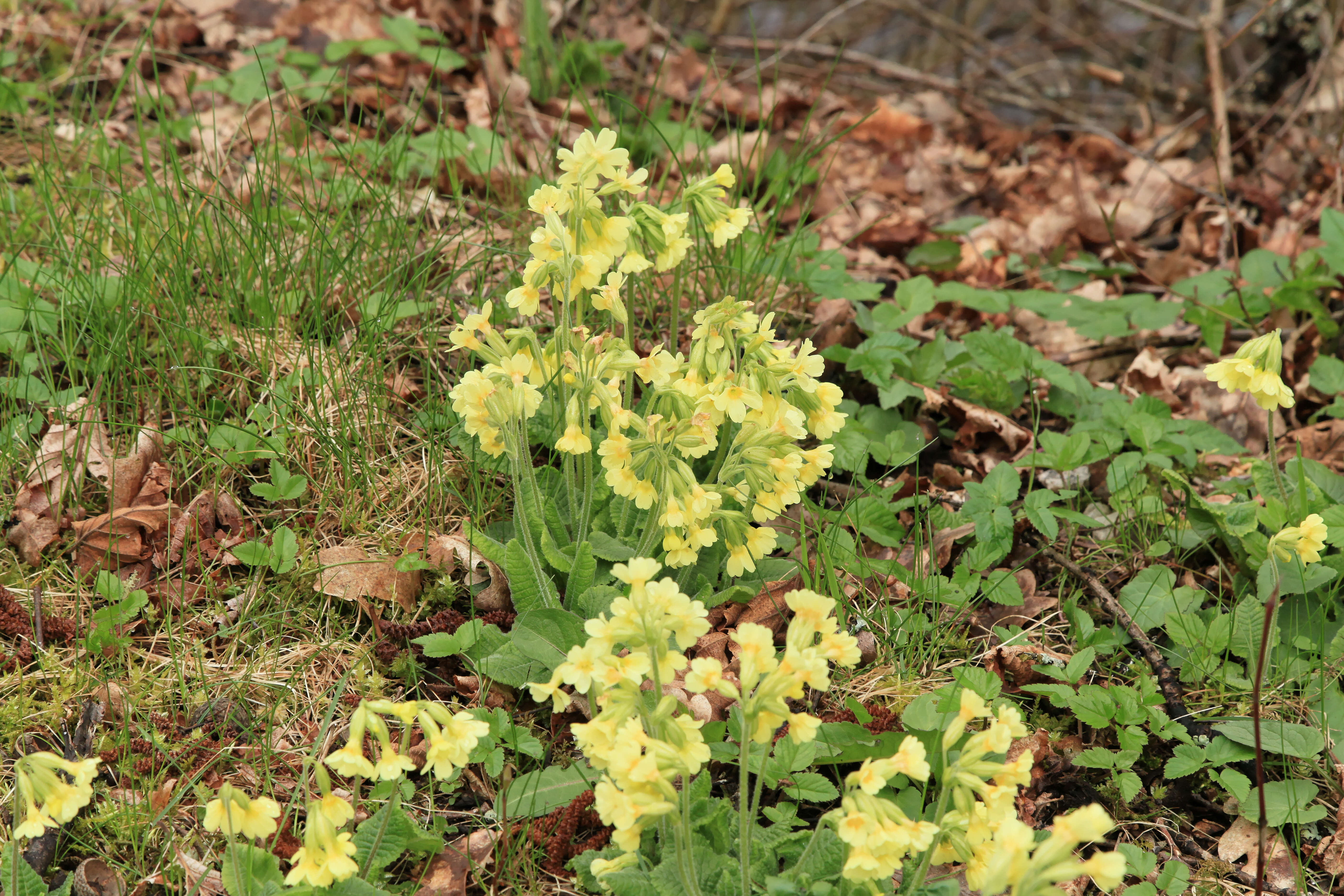 Image of oxlip