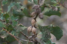 Image of Hakea undulata R. Br.