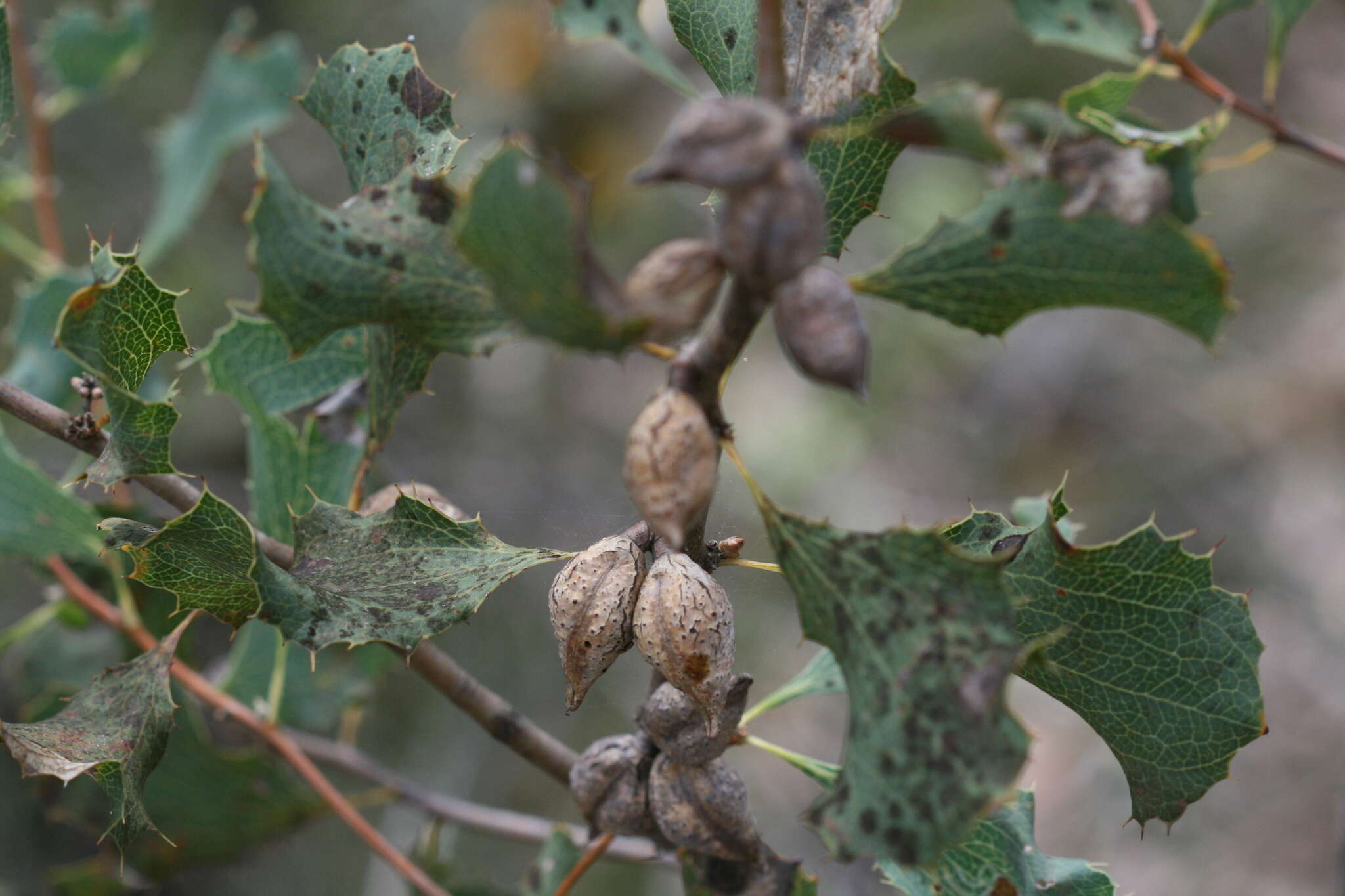 Слика од Hakea undulata R. Br.