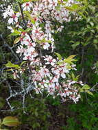 Image of Canadian plum