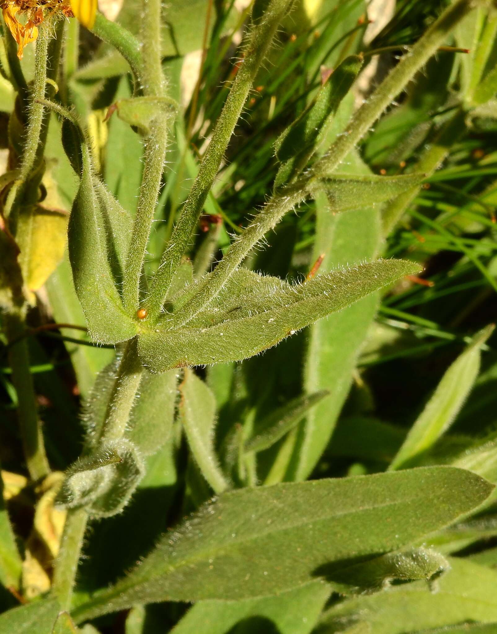 Image of hairy arnica