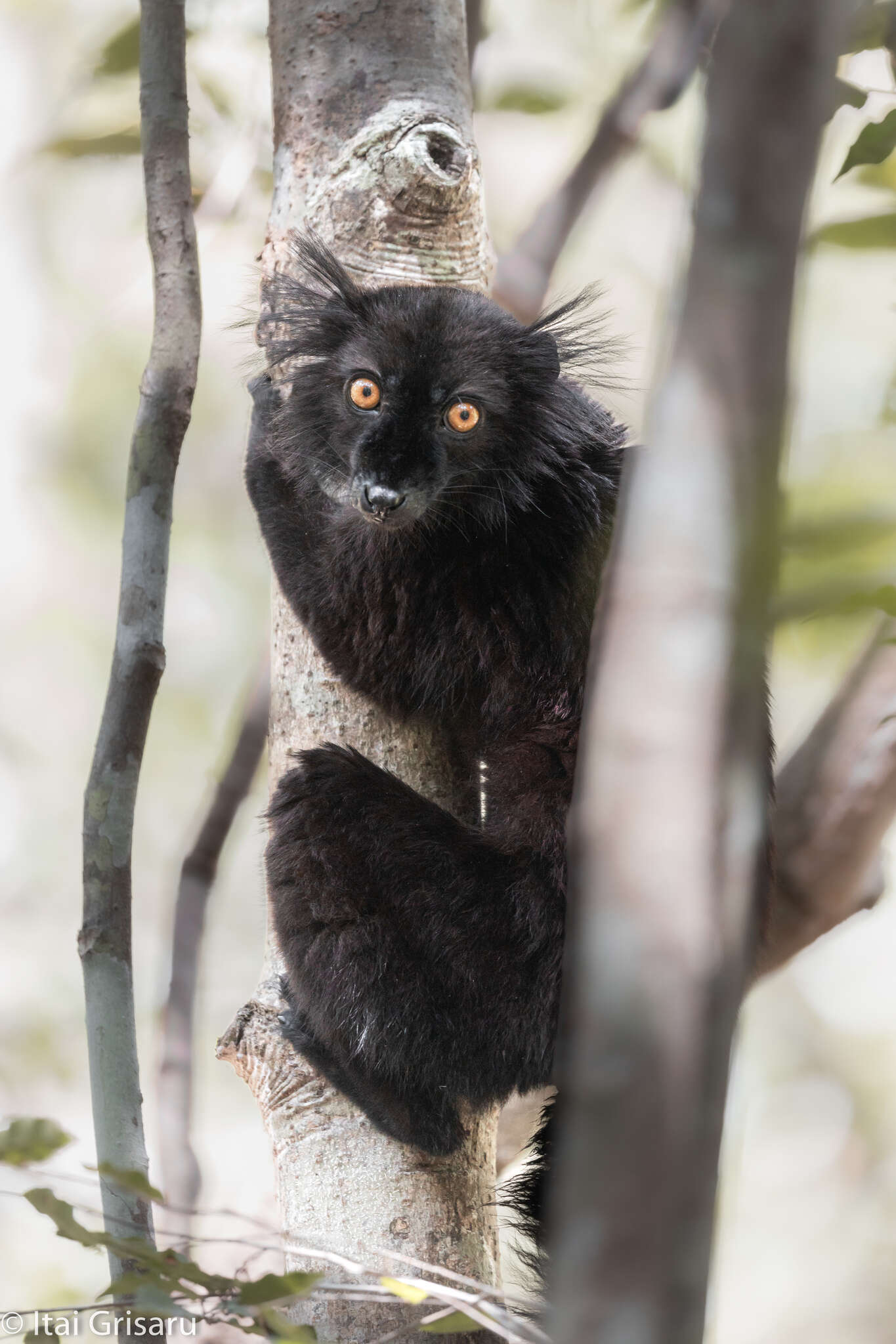 Image of Black Lemur