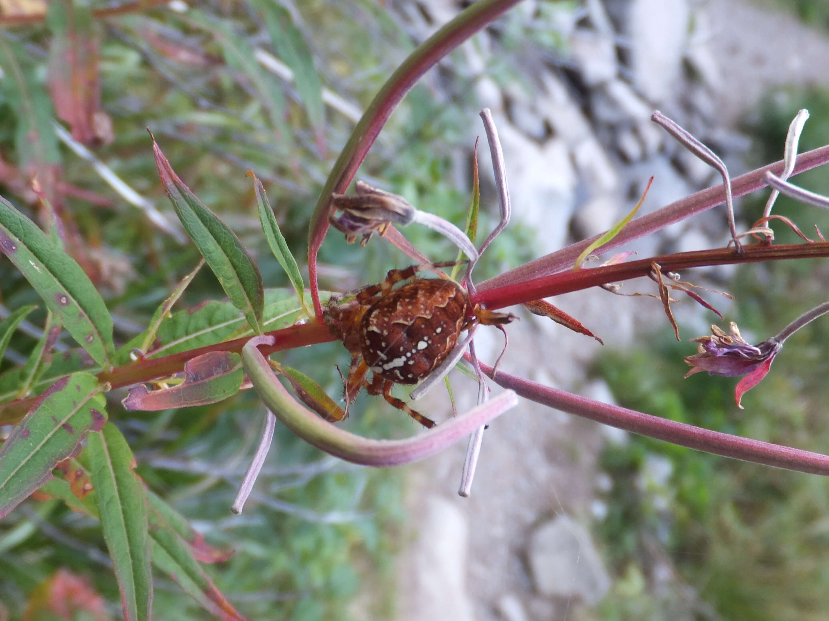 Image of Garden spider