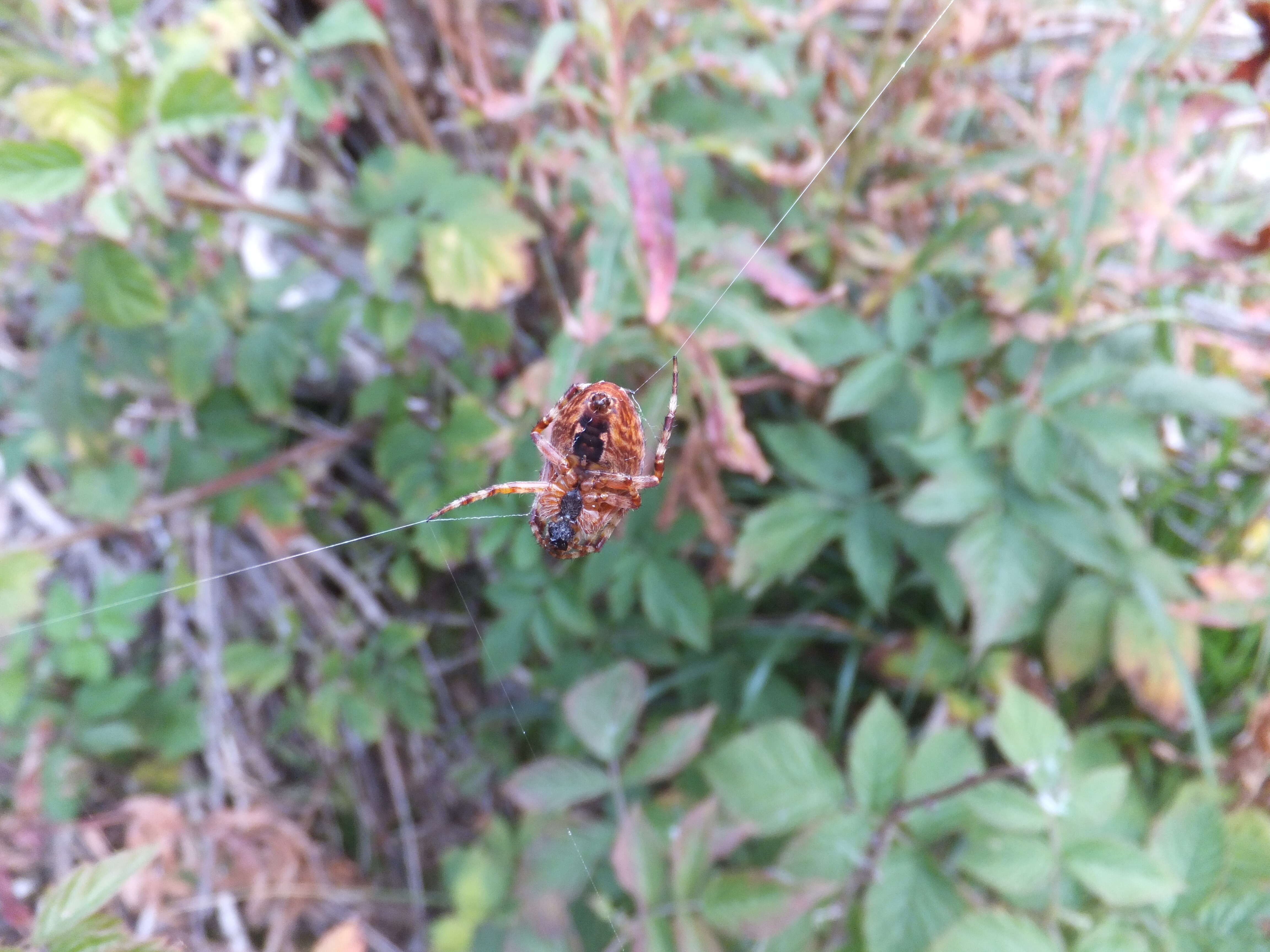 Image of Garden spider