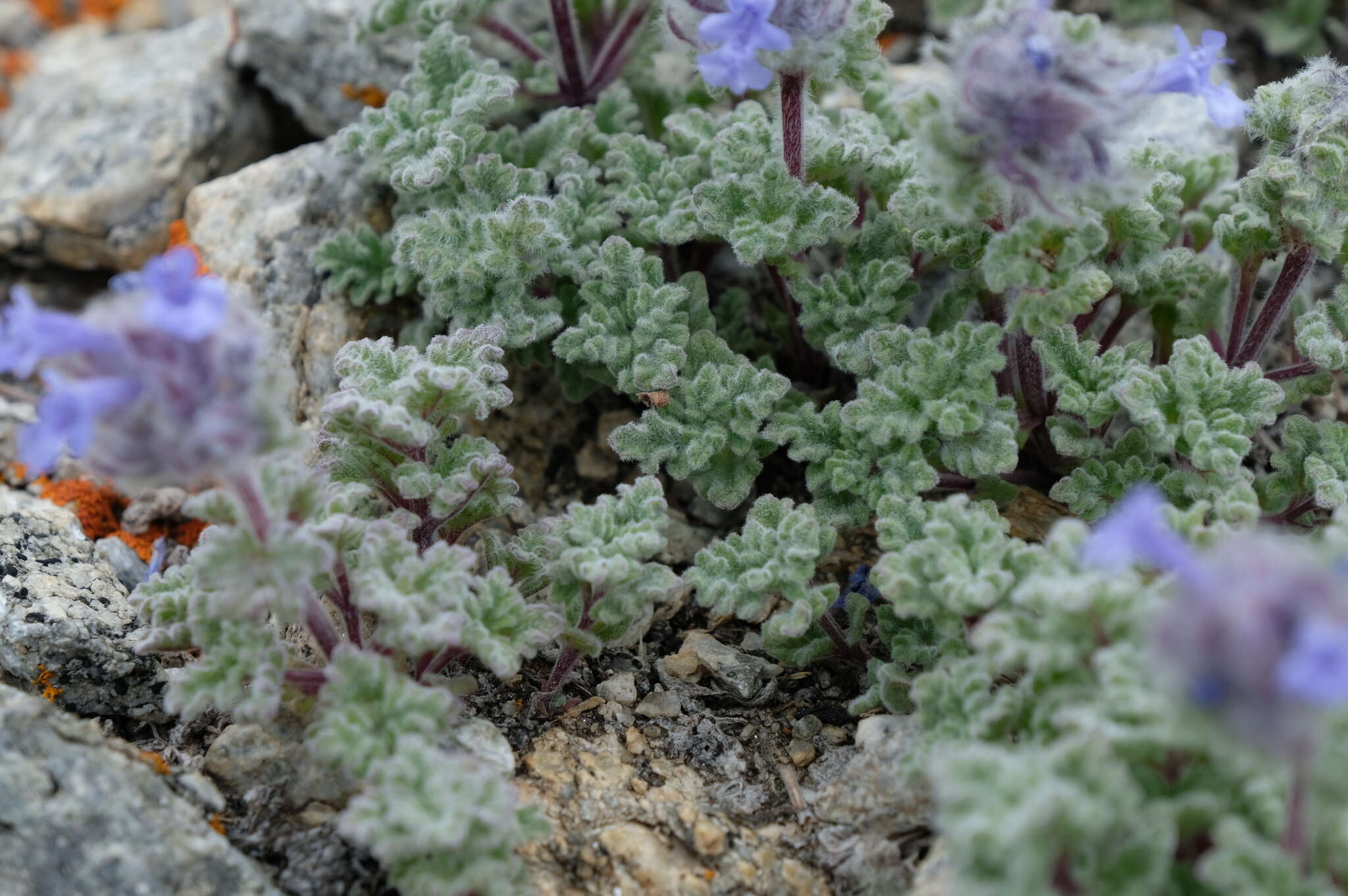 Plancia ëd Nepeta longibracteata Benth.