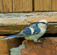 Image of Azure Tit