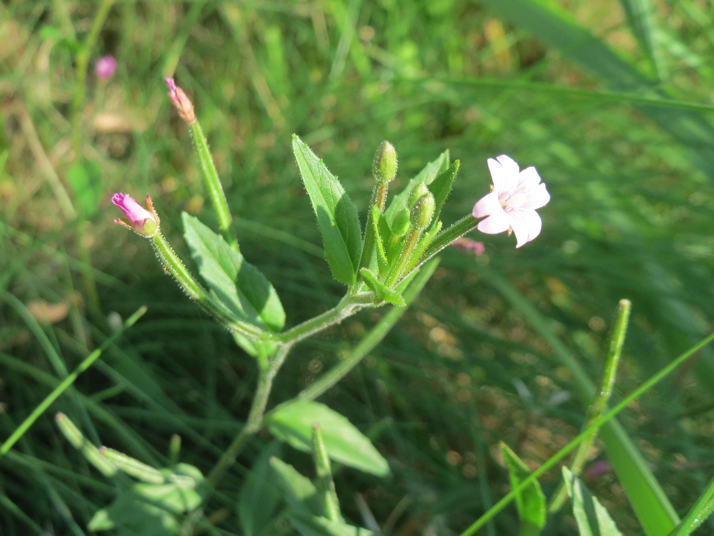 Imagem de Epilobium tetragonum L.