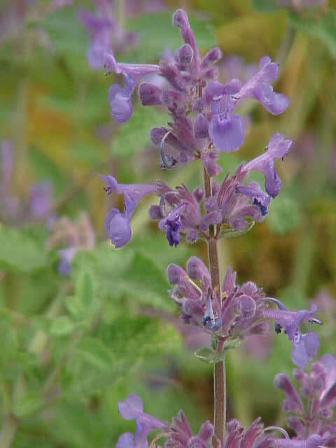 Image of raceme catnip