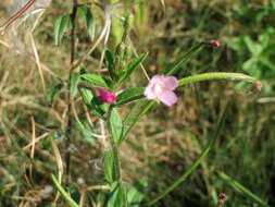 Imagem de Epilobium tetragonum L.