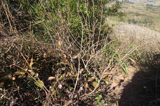 Prunus pogonostyla Maxim.的圖片