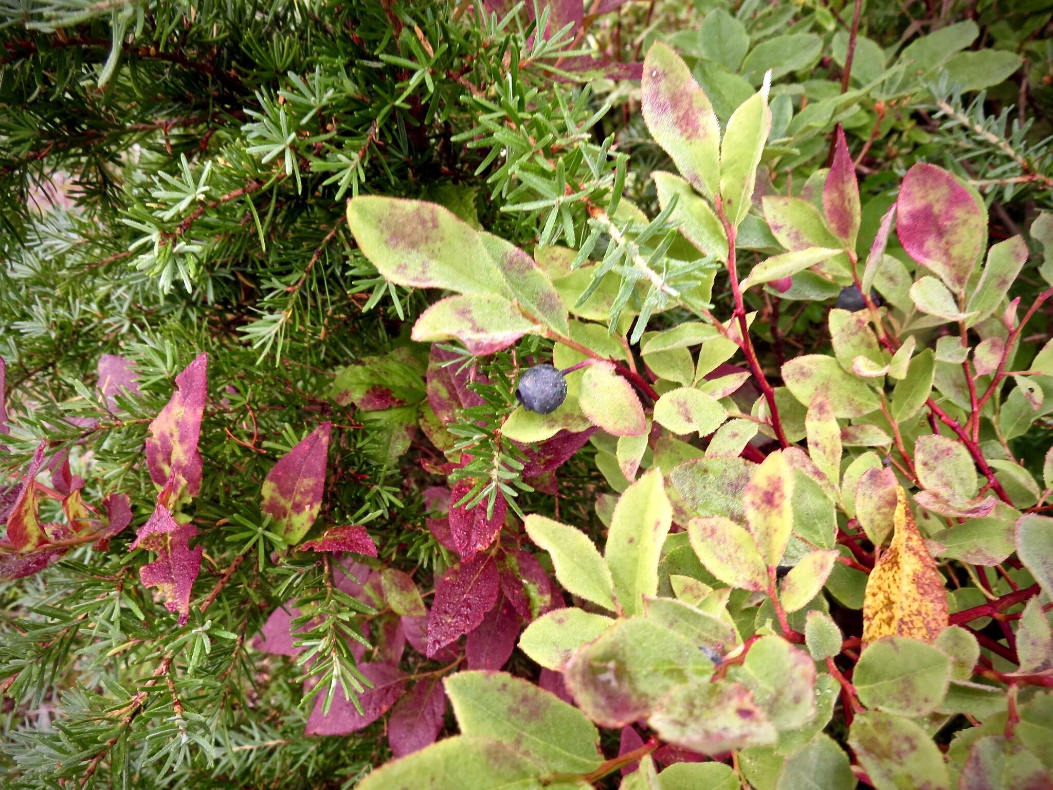 Image of Alaska blueberry