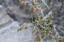 Image of heath cliffrose