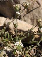 Слика од Bolanthus hirsutus (Labill.) Barkoudah