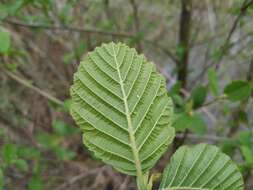 Image of Alnus glutinosa subsp. barbata (C. A. Mey.) Yalt.