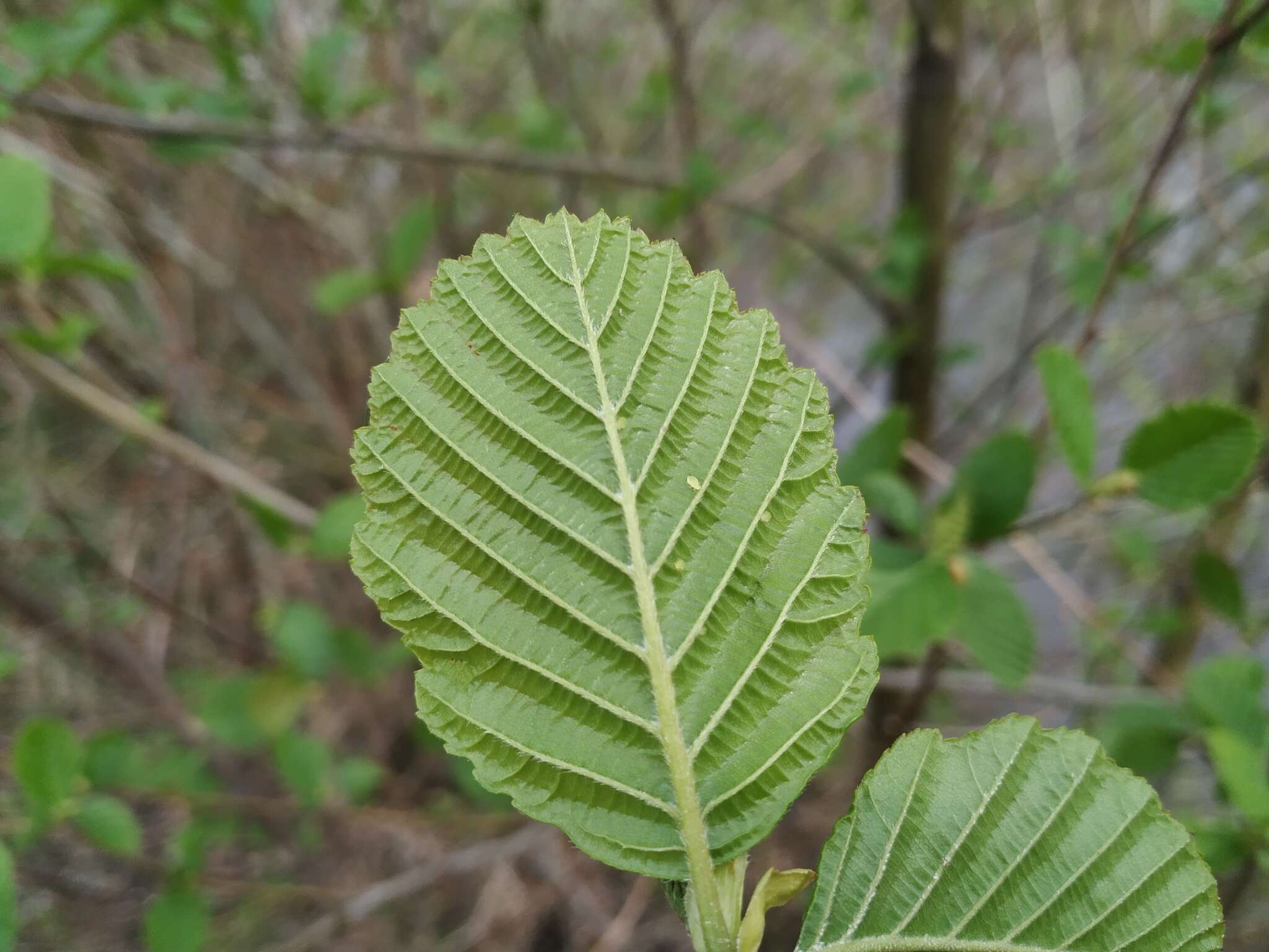 Imagem de Alnus glutinosa subsp. barbata (C. A. Mey.) Yalt.