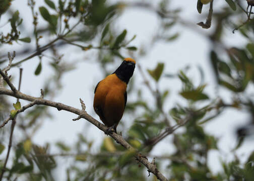 Imagem de Euphonia saturata (Cabanis 1861)