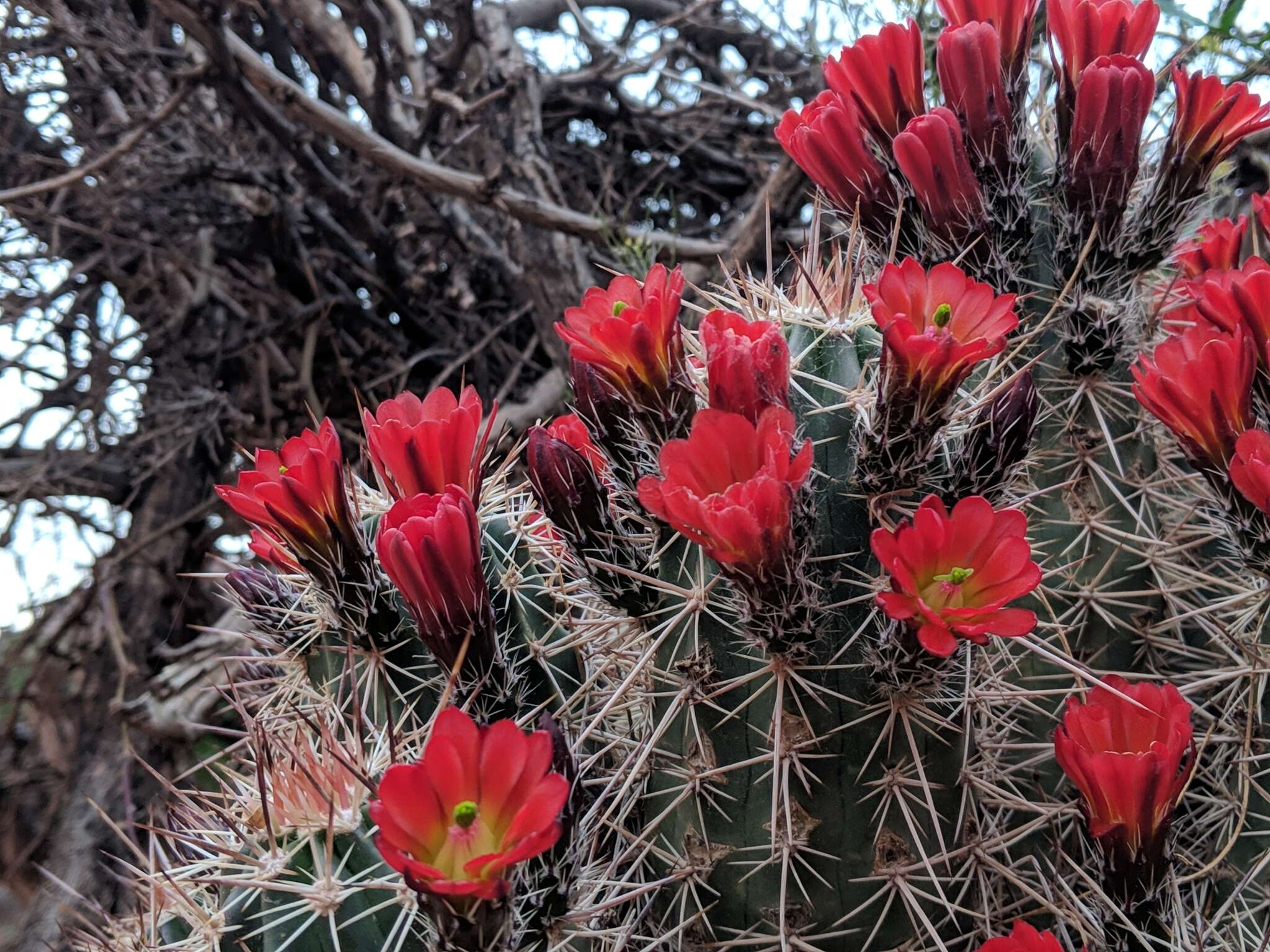 Image de Echinocereus coccineus subsp. coccineus