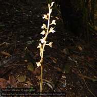 Image de Corallorhiza maculata var. mexicana (Lindl.) Freudenst.