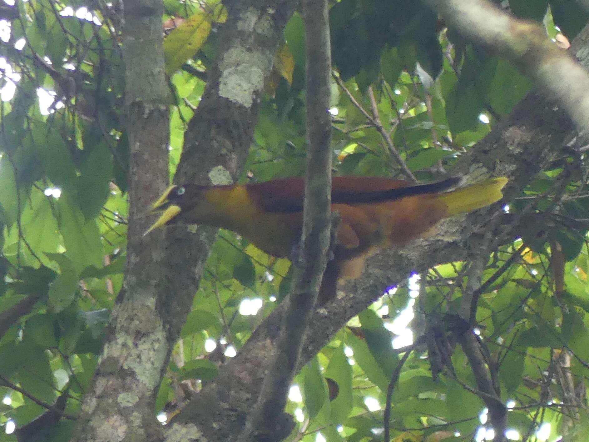 Image of Casqued Oropendola