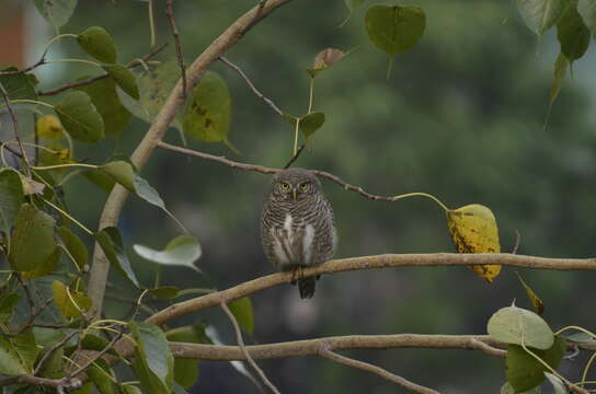 Image of Asian Barred Owlet