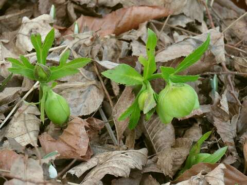 Image of Fragrant hellebore