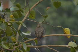 Image of Asian Barred Owlet