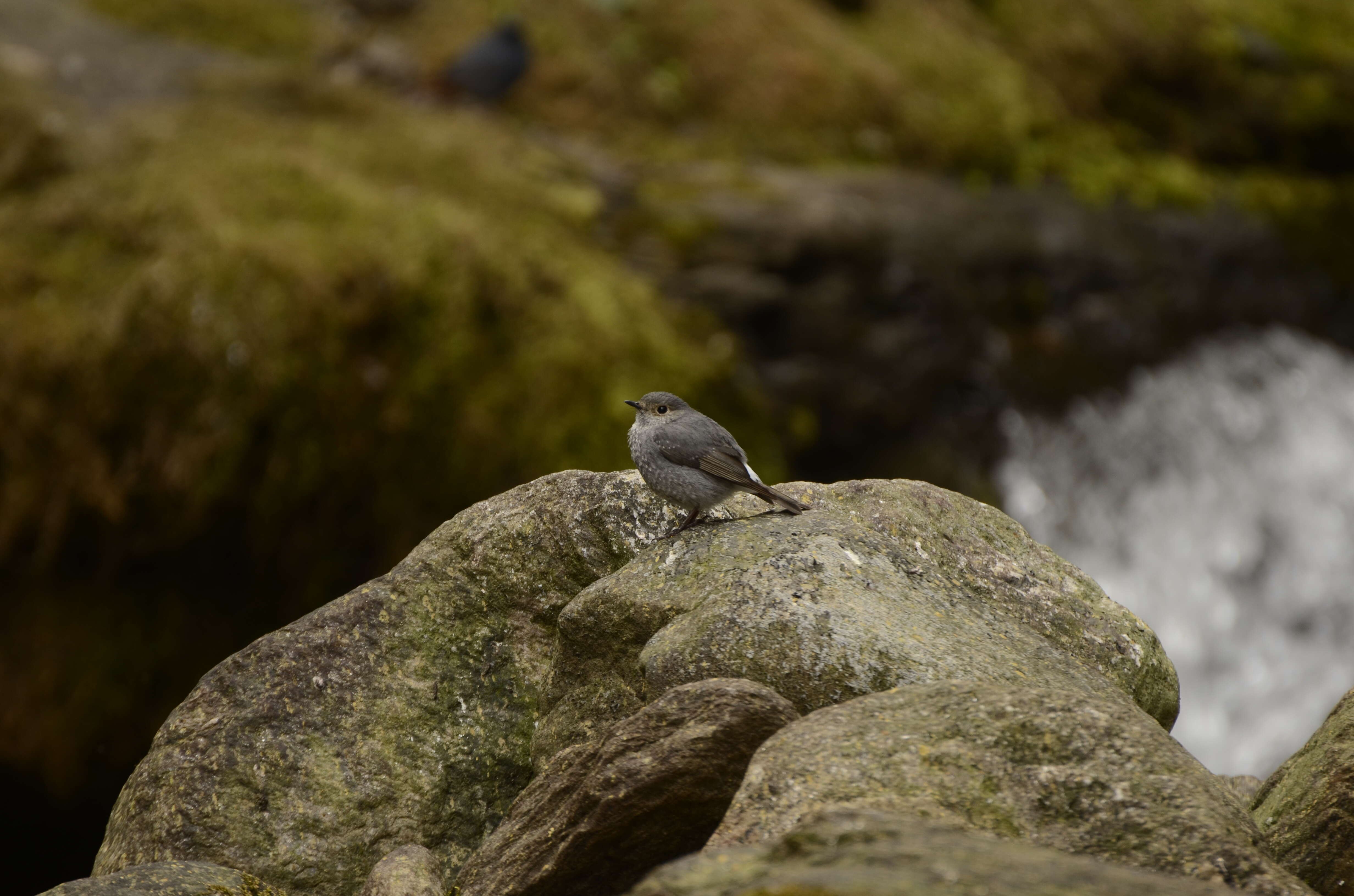 Image of Plumbeous Water Redstart