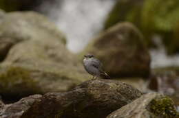 Image of Plumbeous Water Redstart