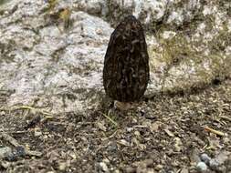 Imagem de Morchella angusticeps Peck 1887