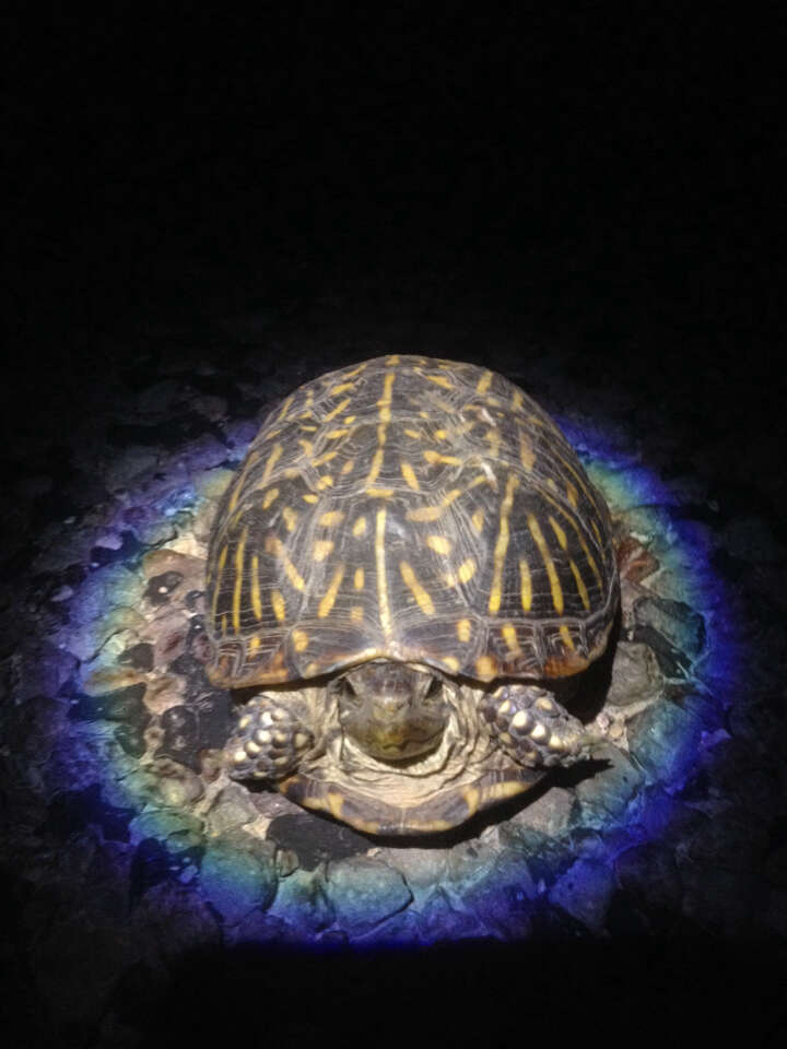 Image of Desert box turtle