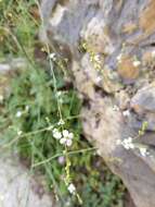 Image of Crambe filiformis Jacq.