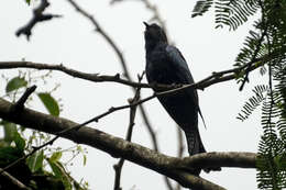 Image of Fork-tailed Drongo-Cuckoo