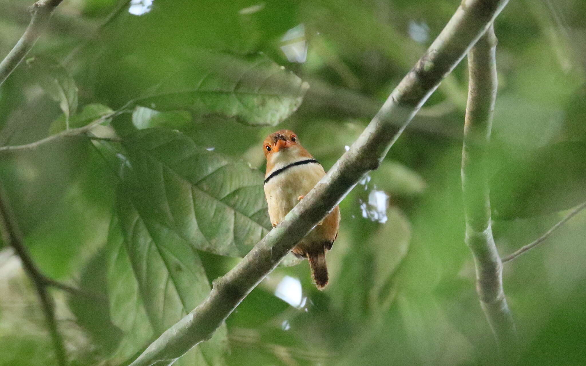 Image of Collared Puffbird