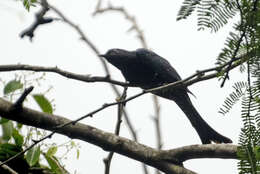 Image of Fork-tailed Drongo-Cuckoo