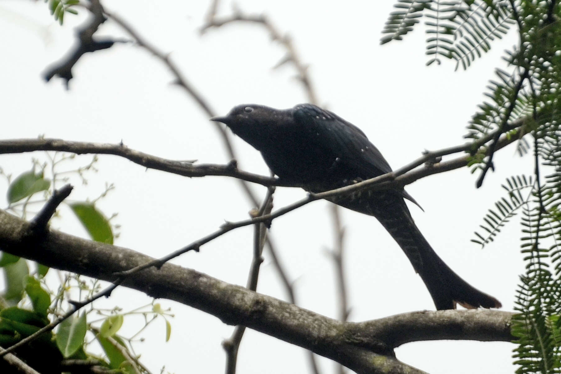 Image of Fork-tailed Drongo-Cuckoo