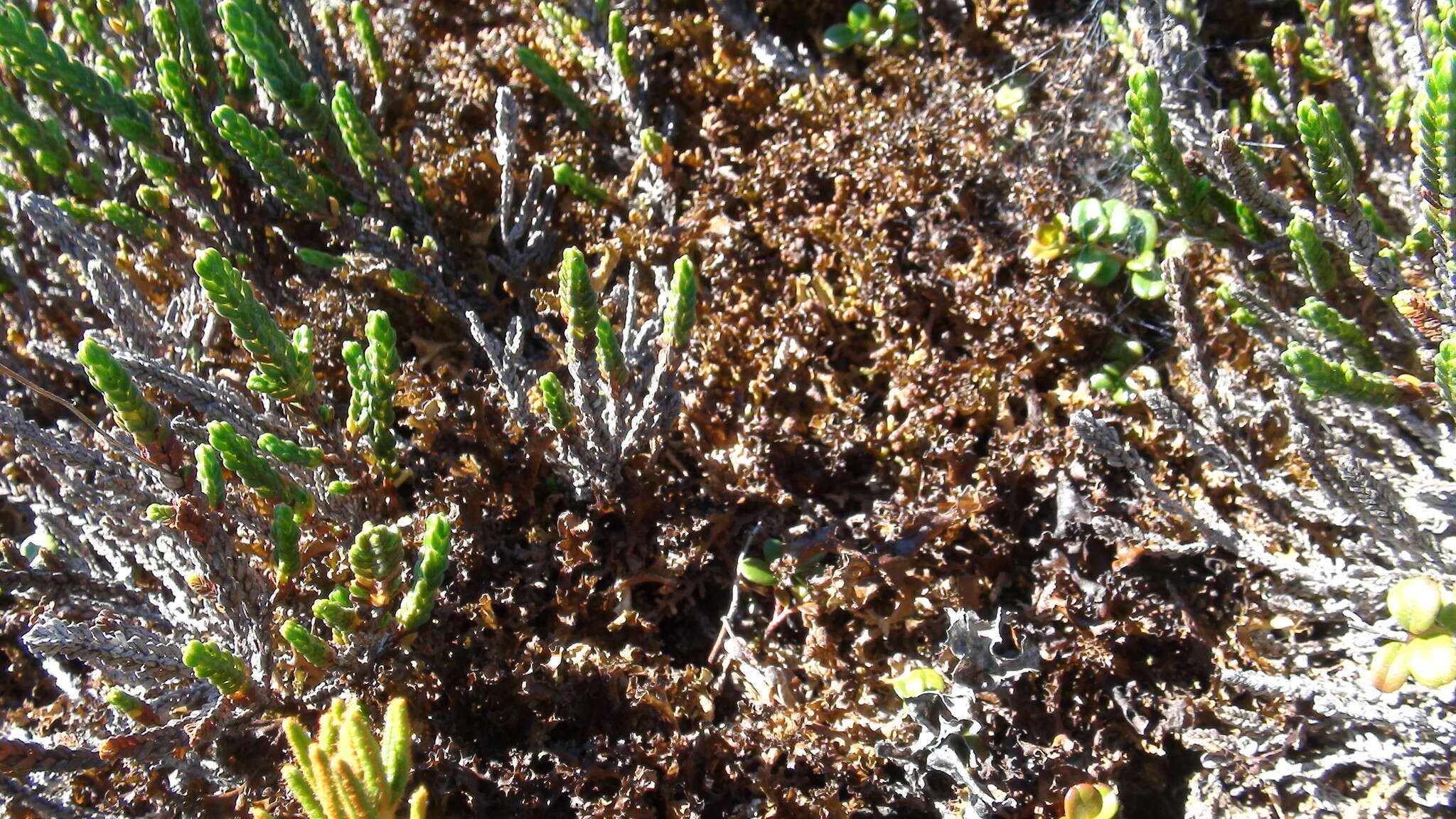 Image of white arctic mountain heather